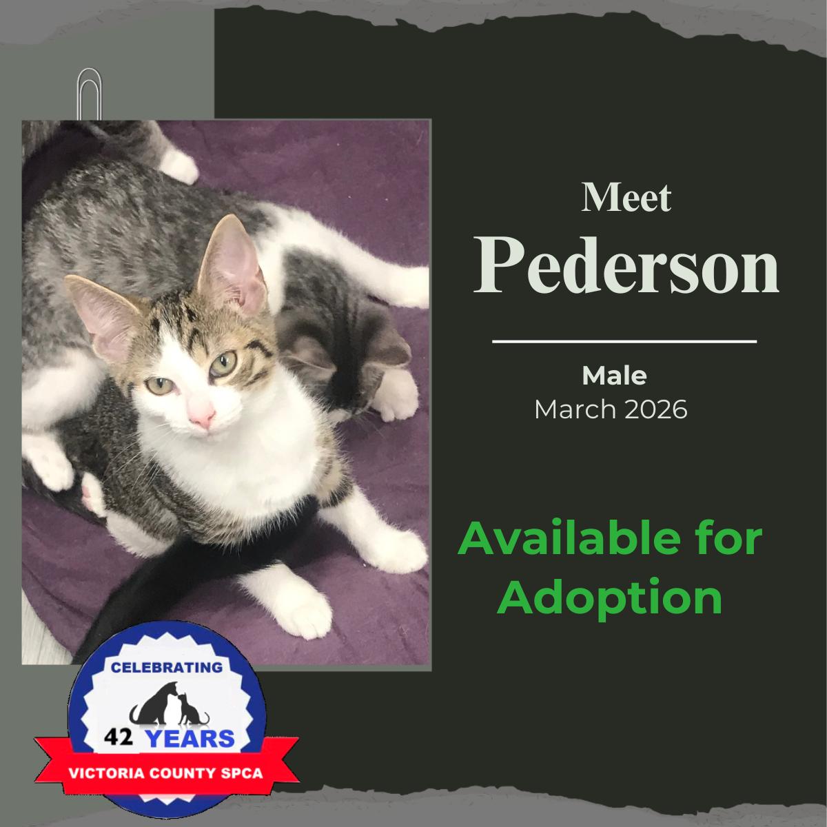 Enlarge Pederson, a Adoptable Domestic Short Hair in Arthurette, NB image 1/1
