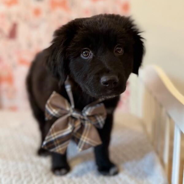 Buddy Fluffball thumbnail 2