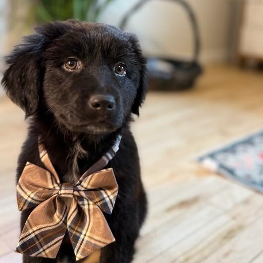 Buddy Fluffball thumbnail 3