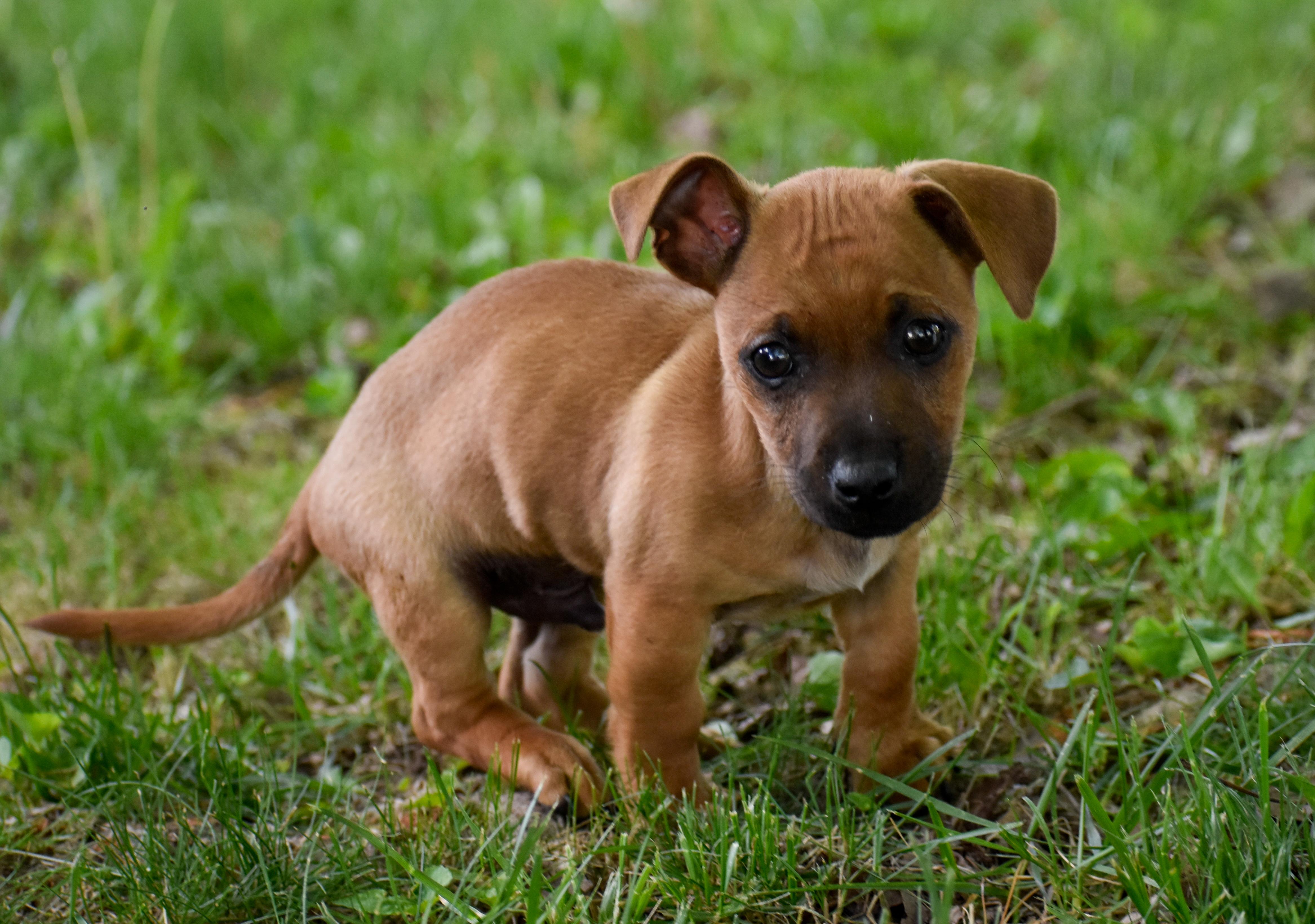 Enlarge Burrito, an adopted Mixed Breed in Indianapolis, IN image 2/6