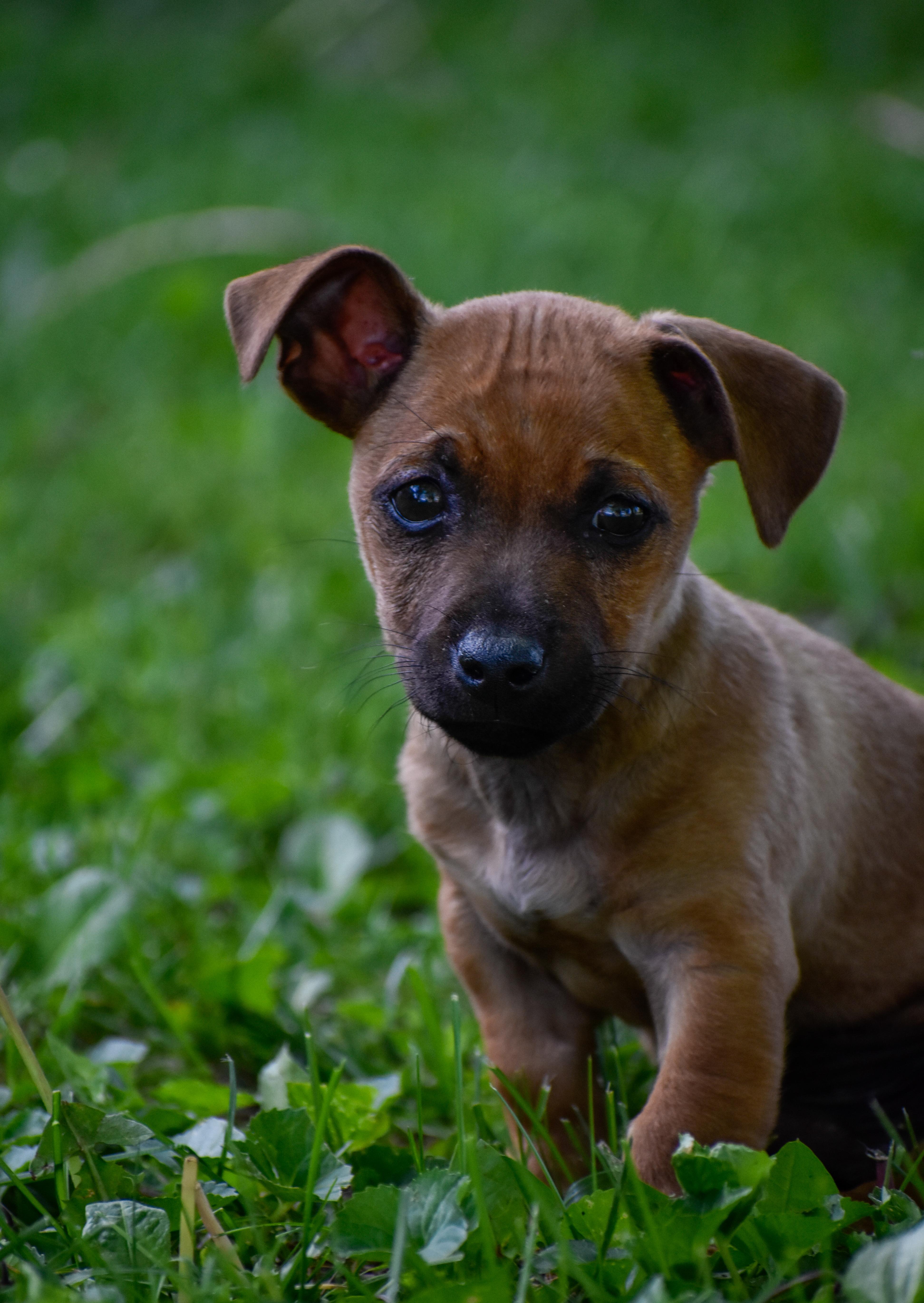 Enlarge Burrito, an adopted Mixed Breed in Indianapolis, IN image 5/6
