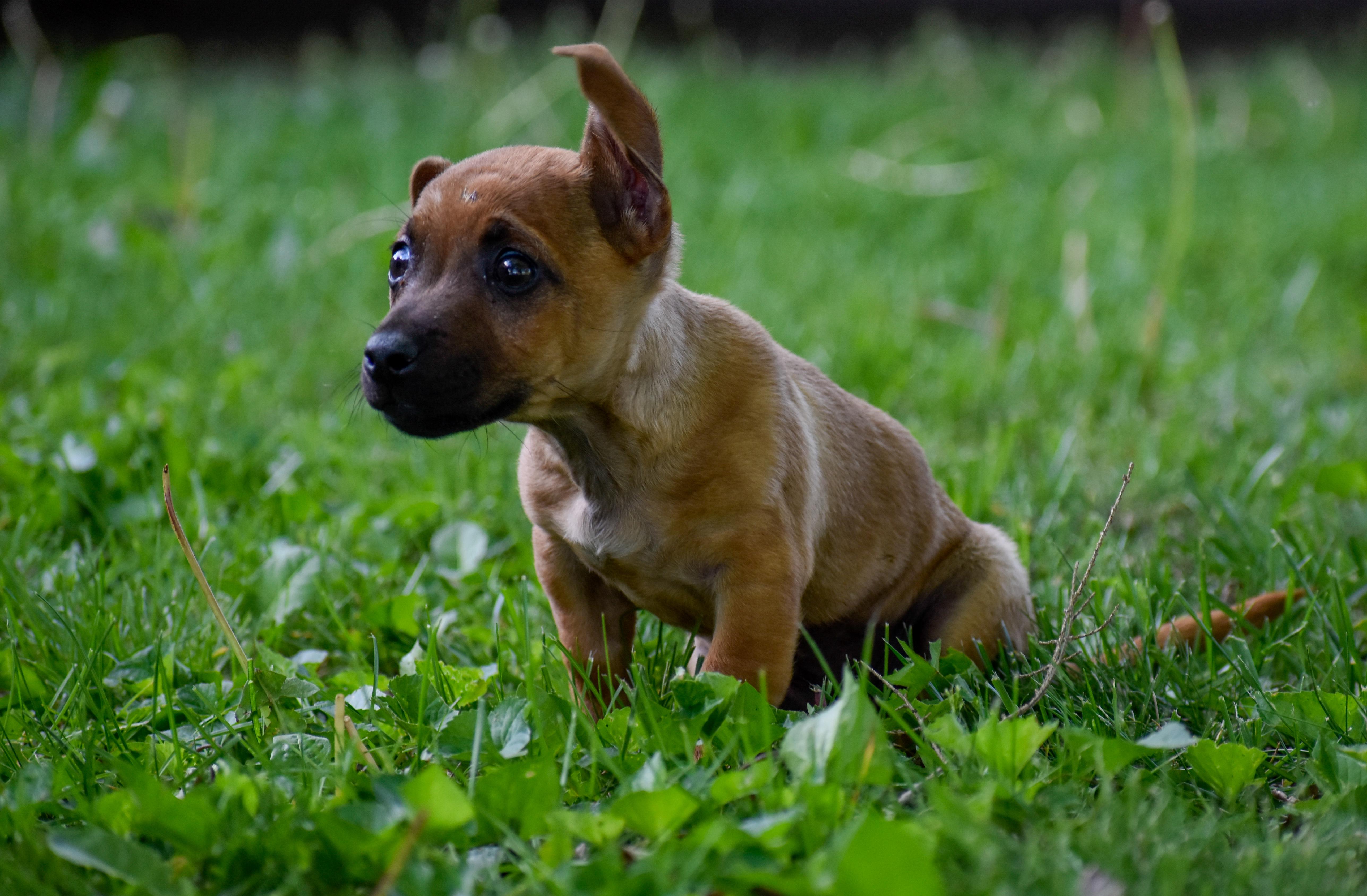 Enlarge Burrito, an adopted Mixed Breed in Indianapolis, IN image 3/6