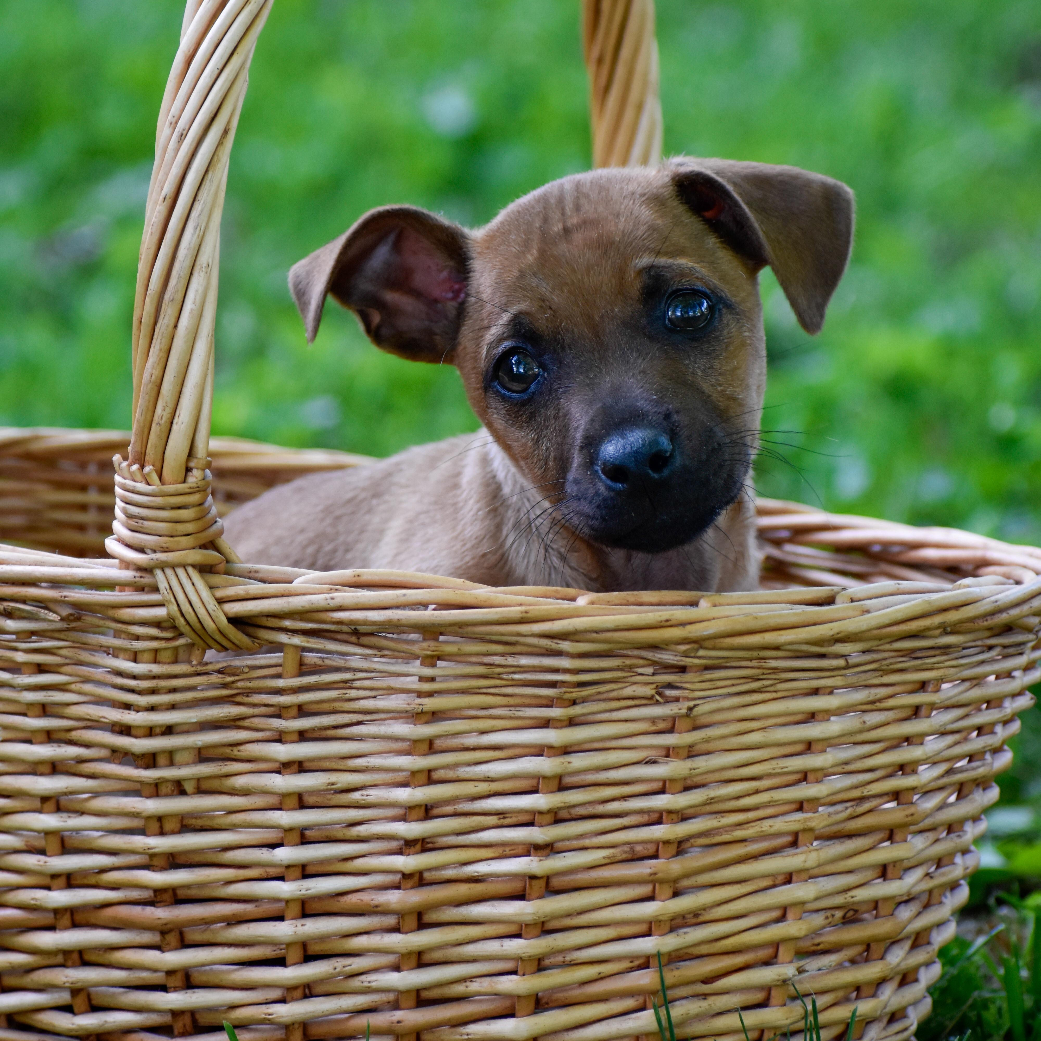 Burrito, adopted, Puppy Male Mixed Breed.