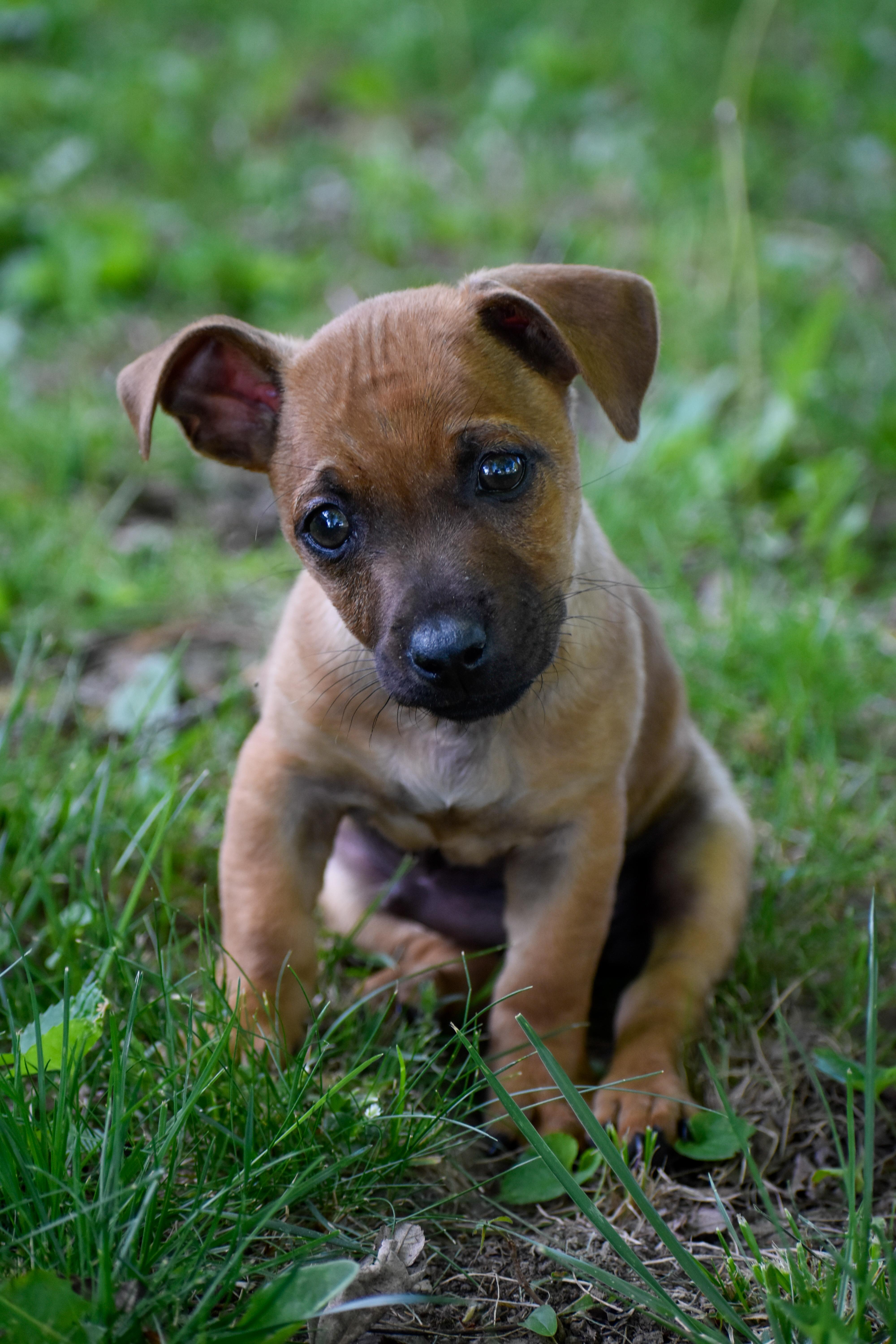 Enlarge Burrito, an adopted Mixed Breed in Indianapolis, IN image 4/6