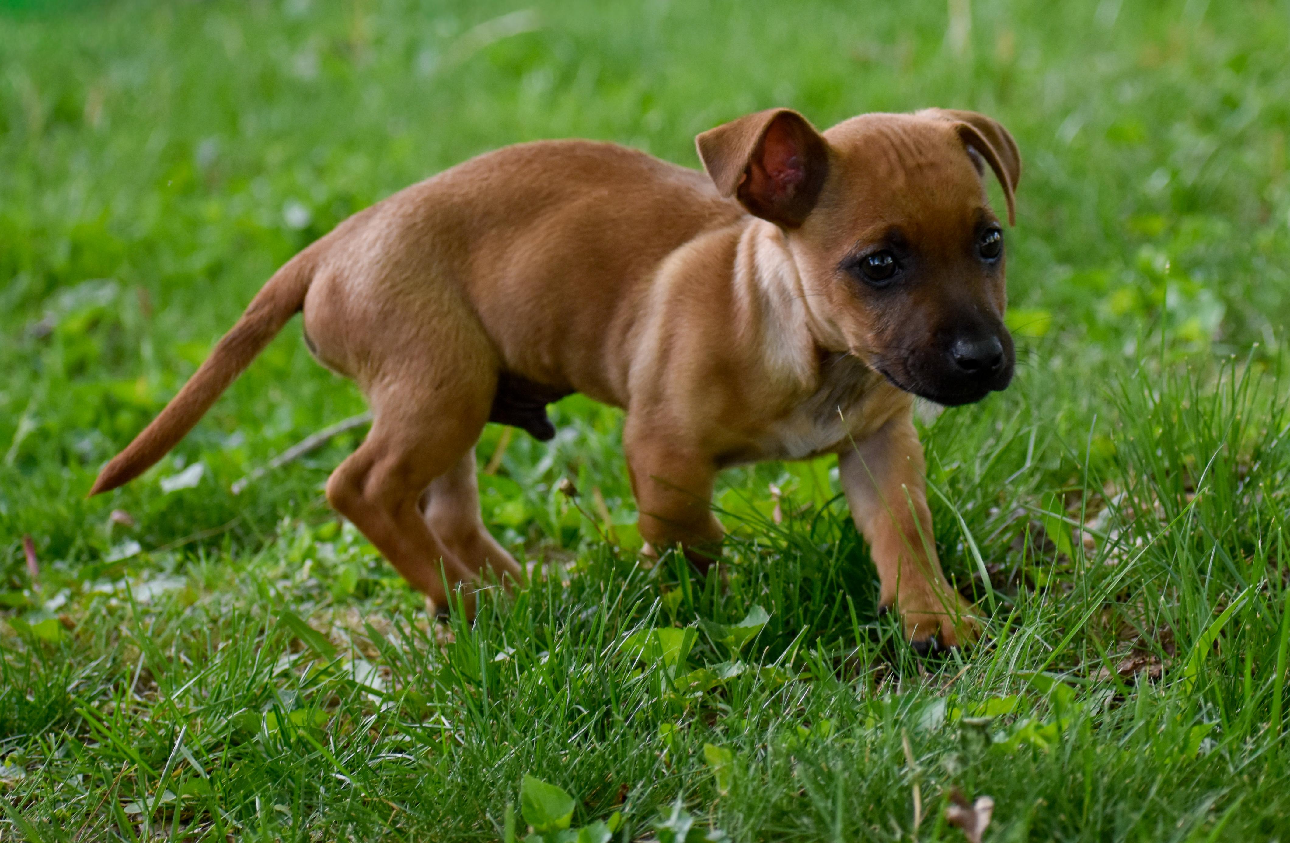 Enlarge Burrito, an adopted Mixed Breed in Indianapolis, IN image 6/6