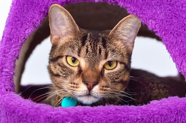 LAZALEA, Adoptable, Adult Female Domestic Short Hair.