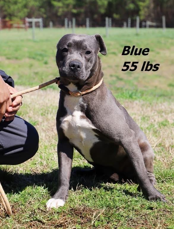 Enlarge Blue, a Adoptable mixed breed in Oxford, NC image 1/2
