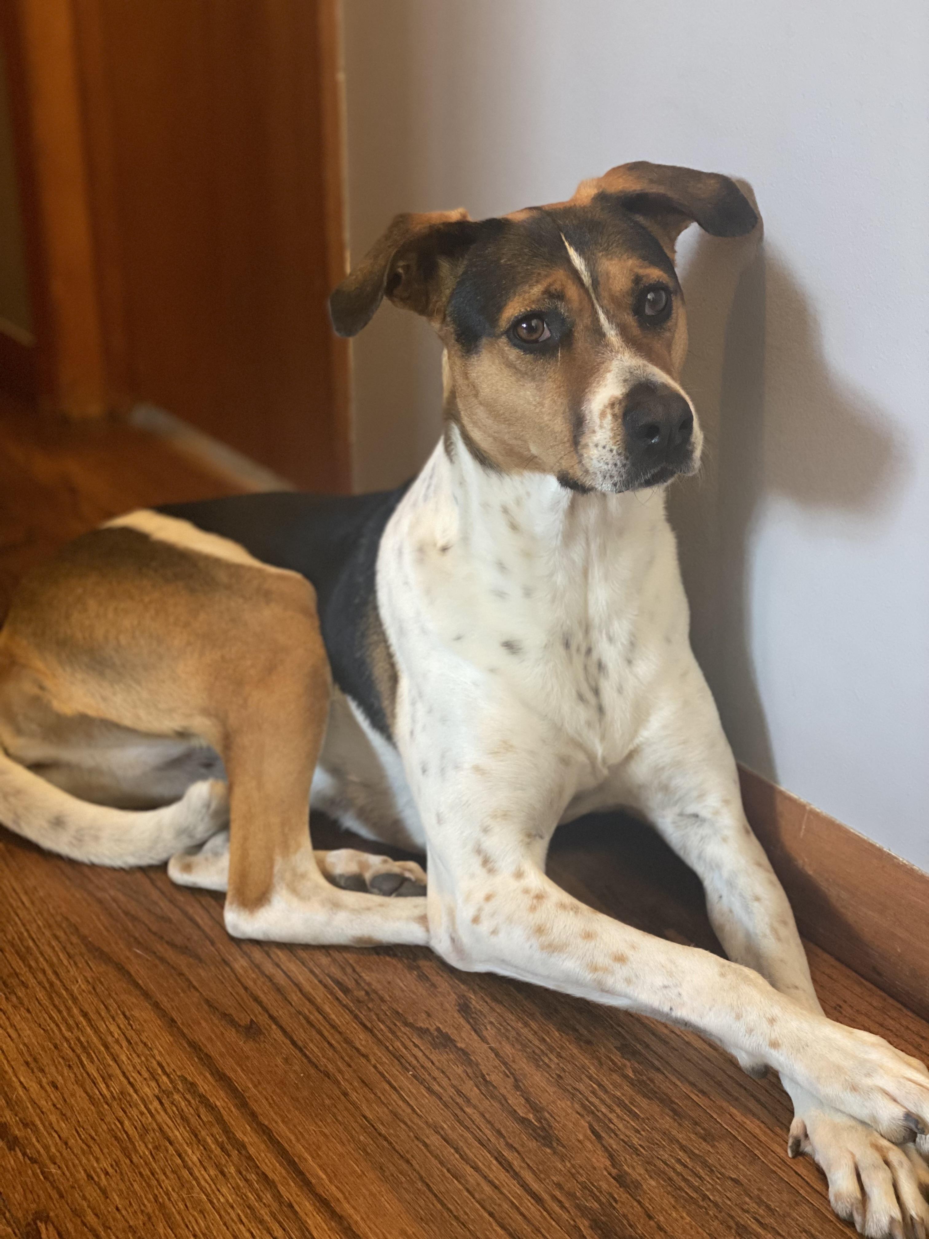 Pepsi *BONDED PAIR*, Adoptable, Adult Female American Foxhound.