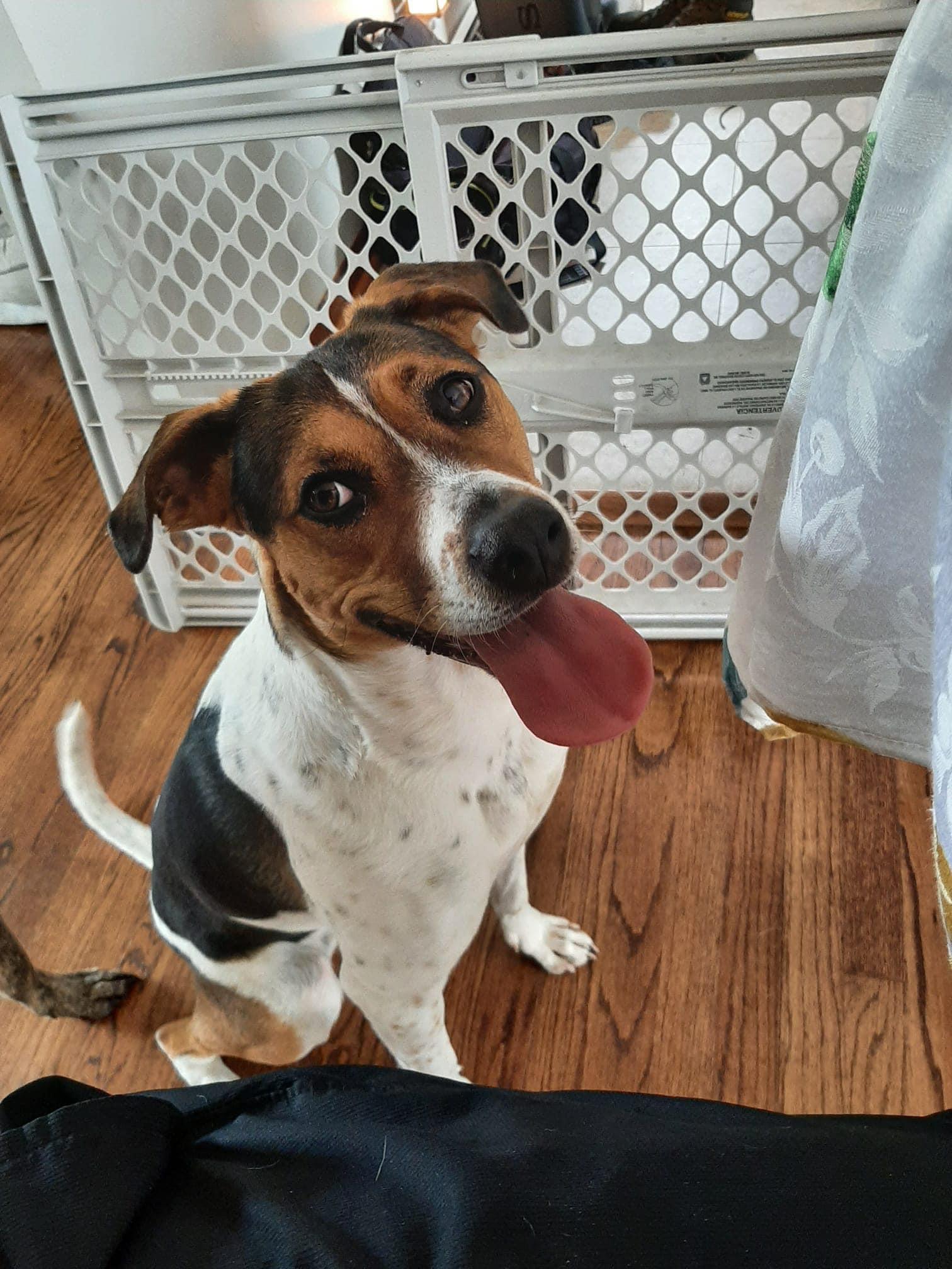 Pepsi *BONDED PAIR*, a Adoptable mixed breed in Lockport, IL image 2/4