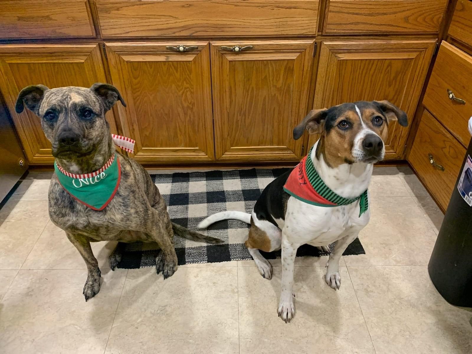 Pepsi *BONDED PAIR*, a Adoptable mixed breed in Lockport, IL image 4/4