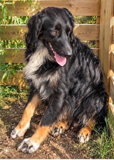 Cole, Adoptable, Young Male Australian Shepherd.