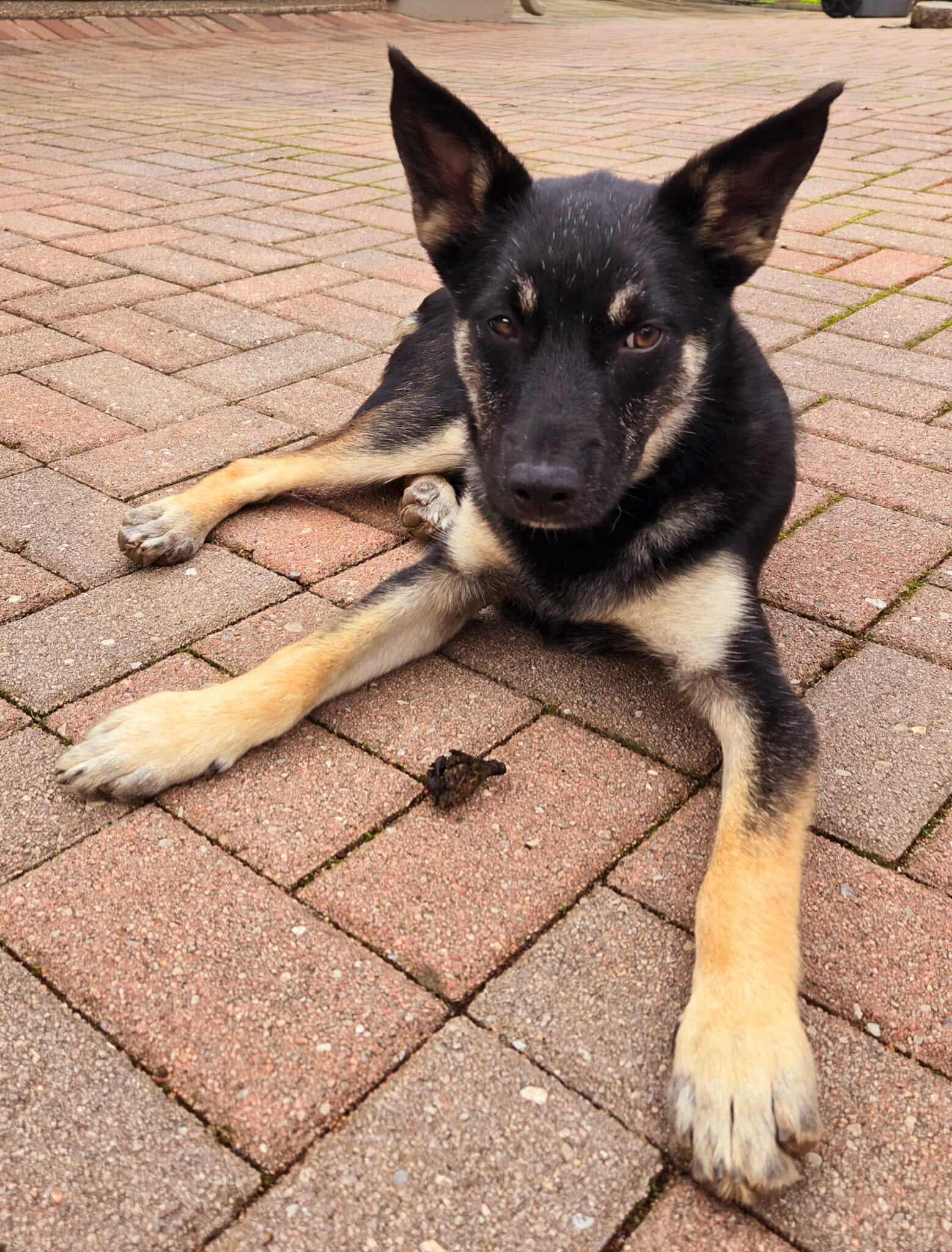 Reggie!, Adoptable, Young Male Shepherd & Husky.