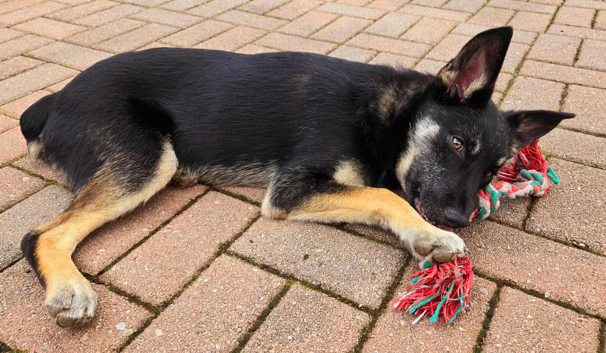 Enlarge Reggie!, a Adoptable mixed breed in Roseville, CA image 2/6