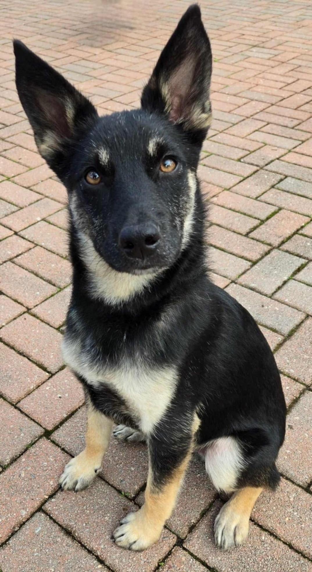 Enlarge Reggie!, a Adoptable mixed breed in Roseville, CA image 3/6