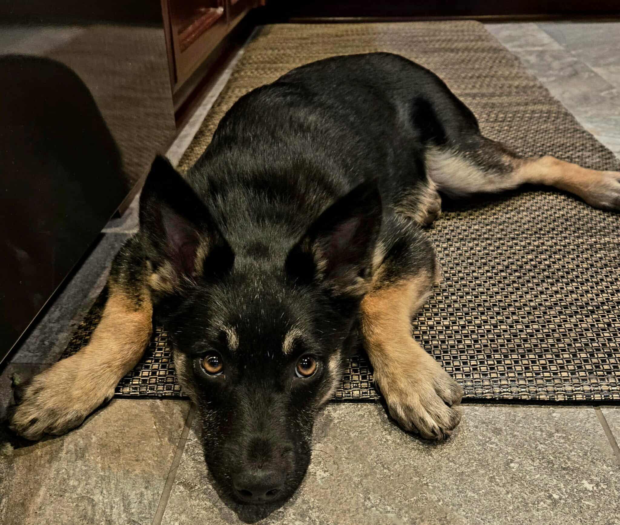 Enlarge Reggie!, a Adoptable mixed breed in Roseville, CA image 4/6