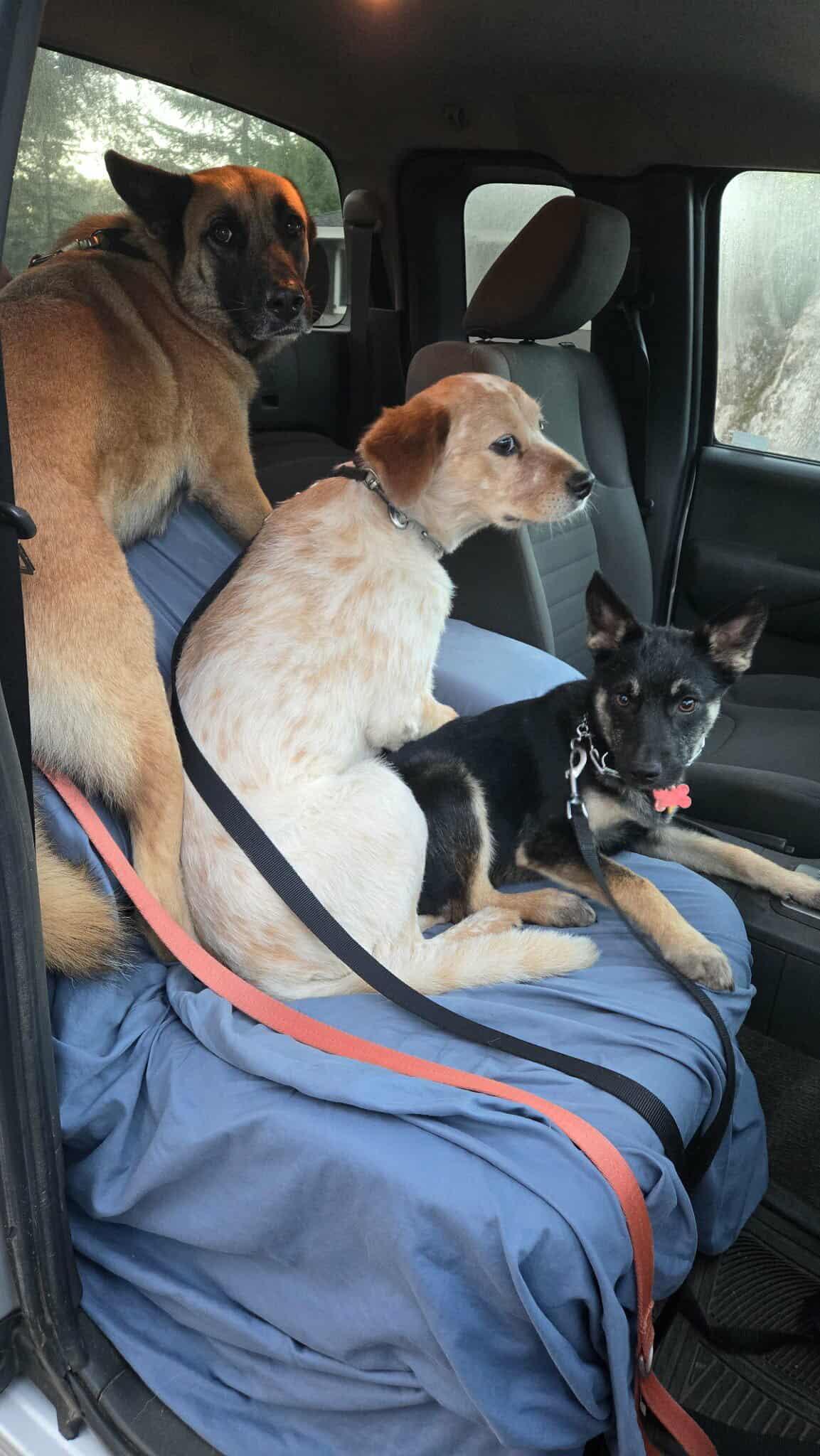 Enlarge Reggie!, a Adoptable mixed breed in Roseville, CA image 5/6