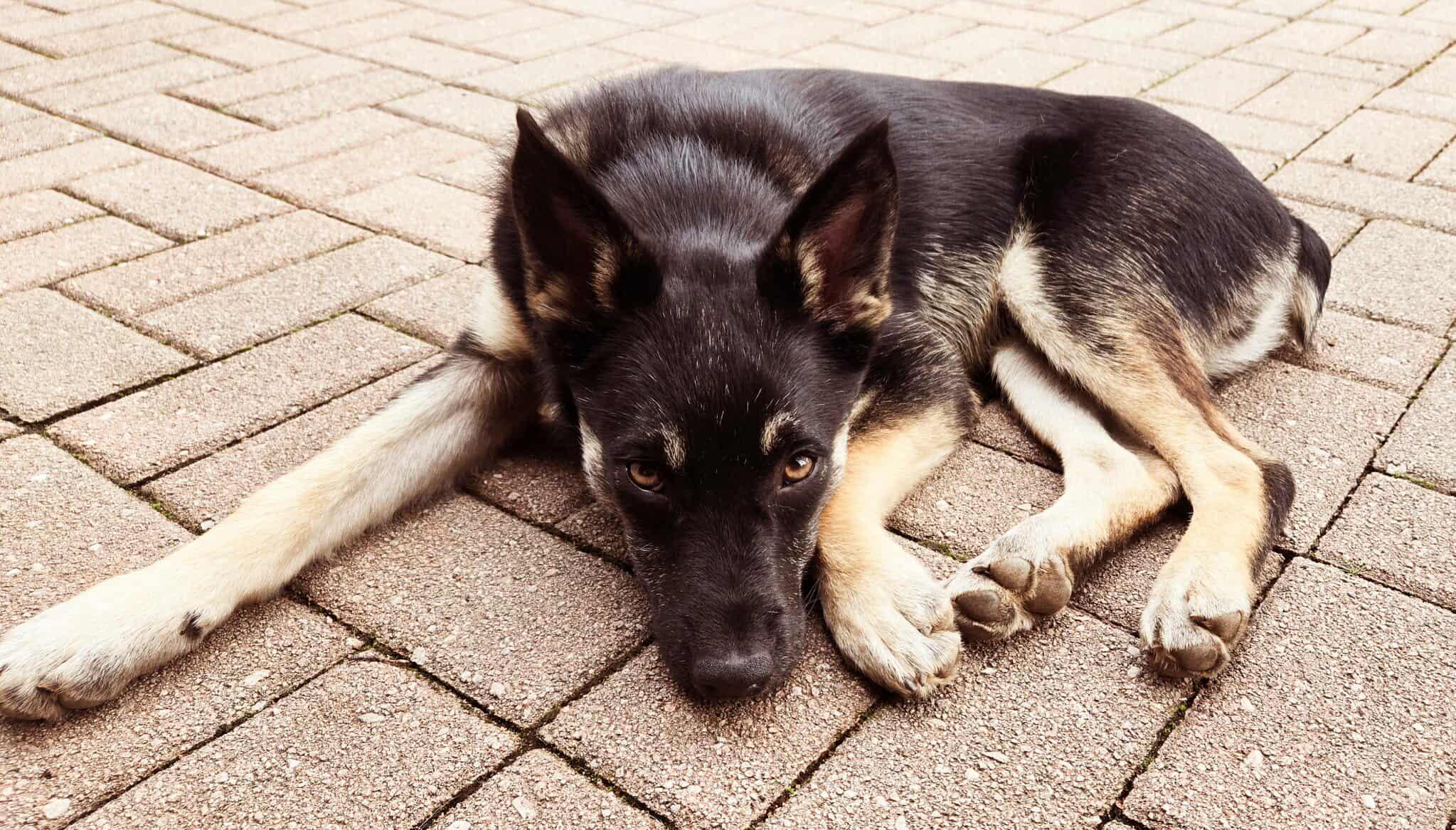 Enlarge Reggie!, a Adoptable mixed breed in Roseville, CA image 6/6