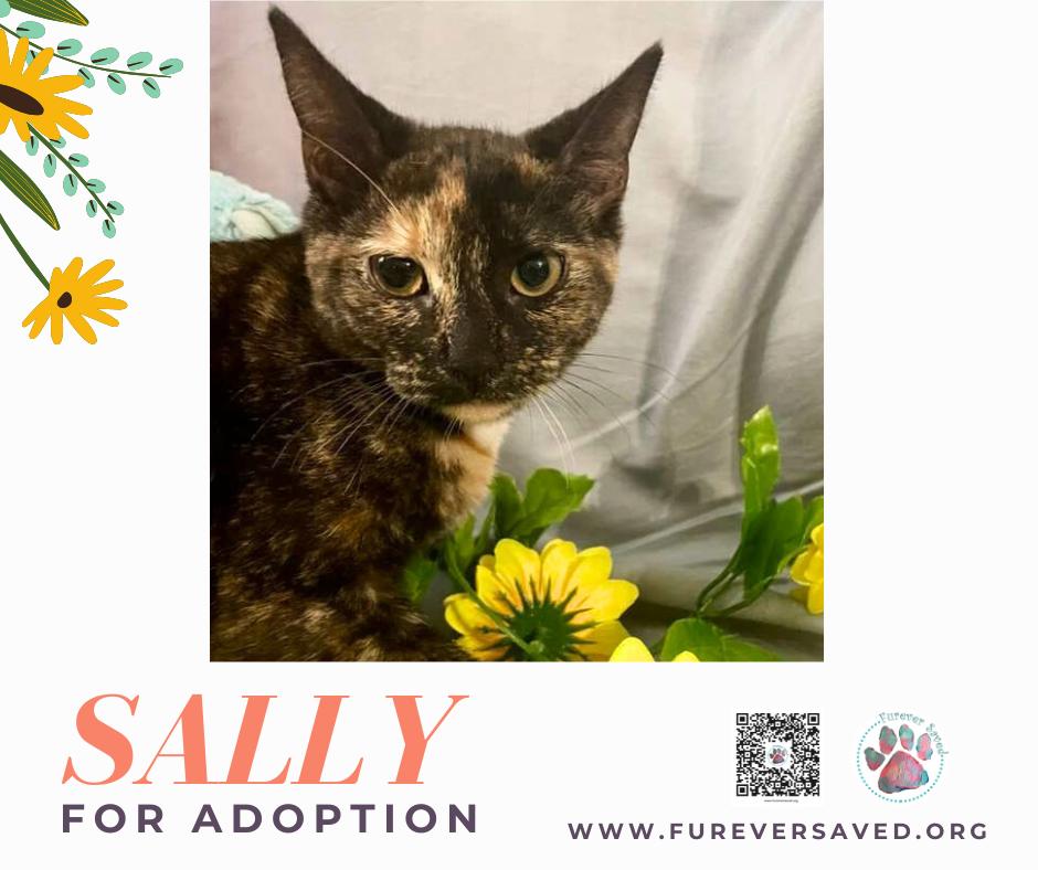 Enlarge Sally, an adopted Domestic Short Hair in Miami, FL image 5/6
