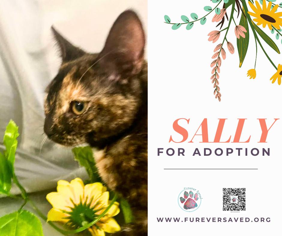 Enlarge Sally, an adopted Domestic Short Hair in Miami, FL image 4/6