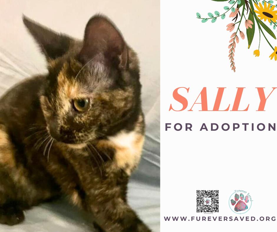 Enlarge Sally, an adopted Domestic Short Hair in Miami, FL image 3/6