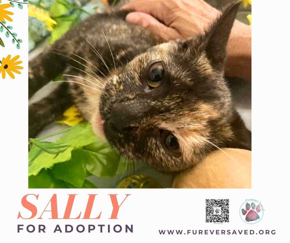 Enlarge Sally, an adopted Domestic Short Hair in Miami, FL image 2/6