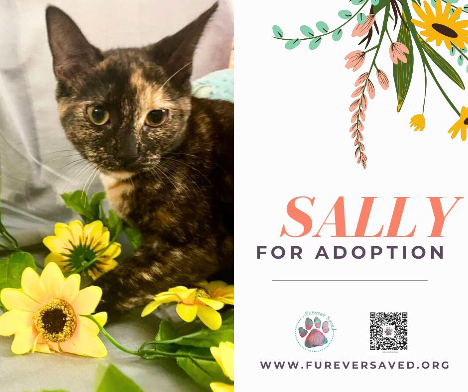 Enlarge Sally, an adopted Domestic Short Hair in Miami, FL image 1/6