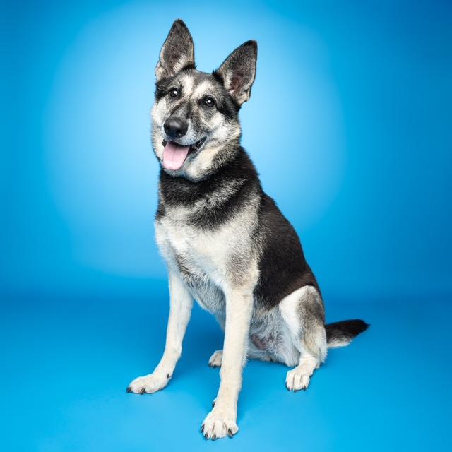 ALANI, Adoptable, Adult Female German Shepherd Dog & Border Collie.