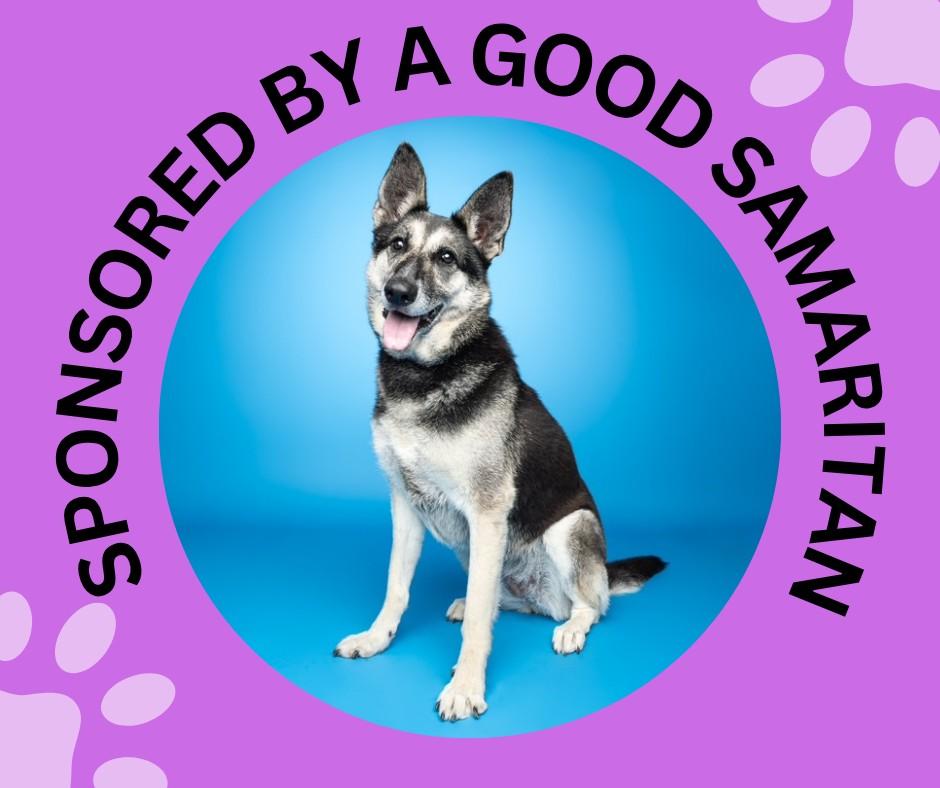 Enlarge ALANI, a Adoptable mixed breed in Santa Cruz, CA image 1/1