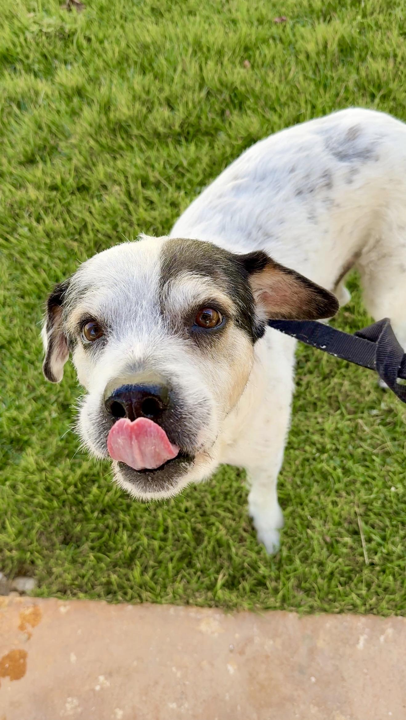 Enlarge Milo - Scruffy, Sweet, Smart boy *LOW ADOPTION FEE, a Adoptable mixed breed in Brooklyn , NY image 4/6