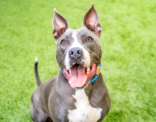 VEGAS, Adoptable, Young Male Pit Bull Terrier.