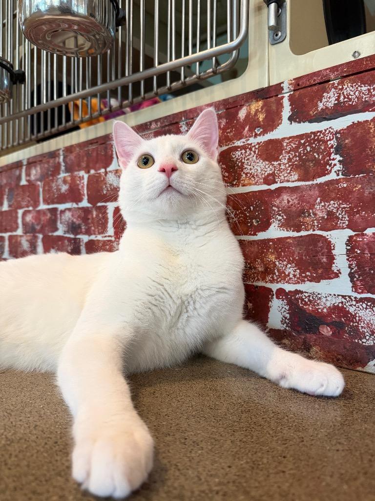 Enlarge Yeti, a Adoptable mixed breed in Hyde Park, NY image 1/3