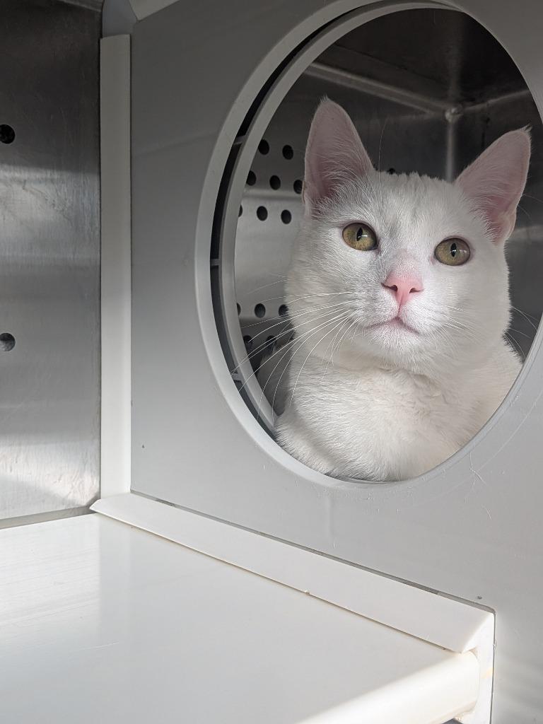 Enlarge Yeti, a Adoptable mixed breed in Hyde Park, NY image 2/3