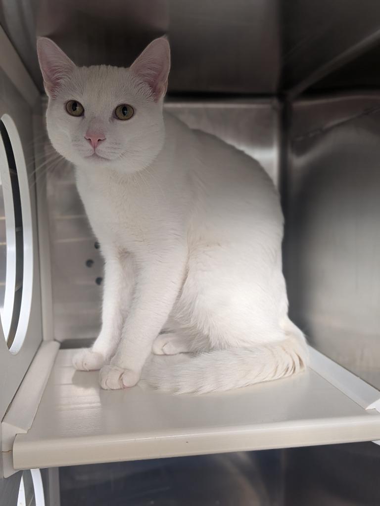 Enlarge Yeti, a Adoptable mixed breed in Hyde Park, NY image 3/3