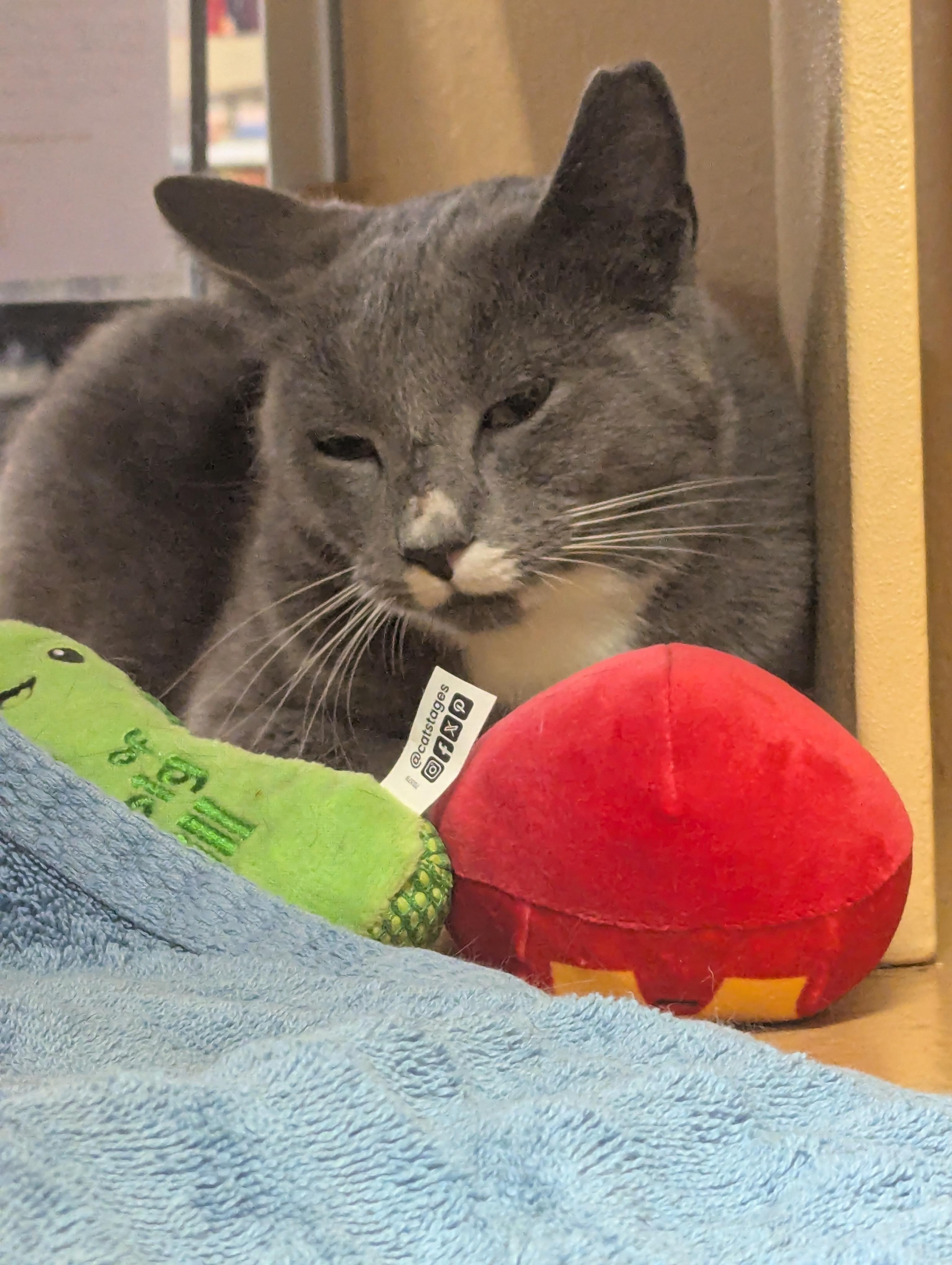 Barney, ADOPTABLE, Young Female Domestic Short Hair.