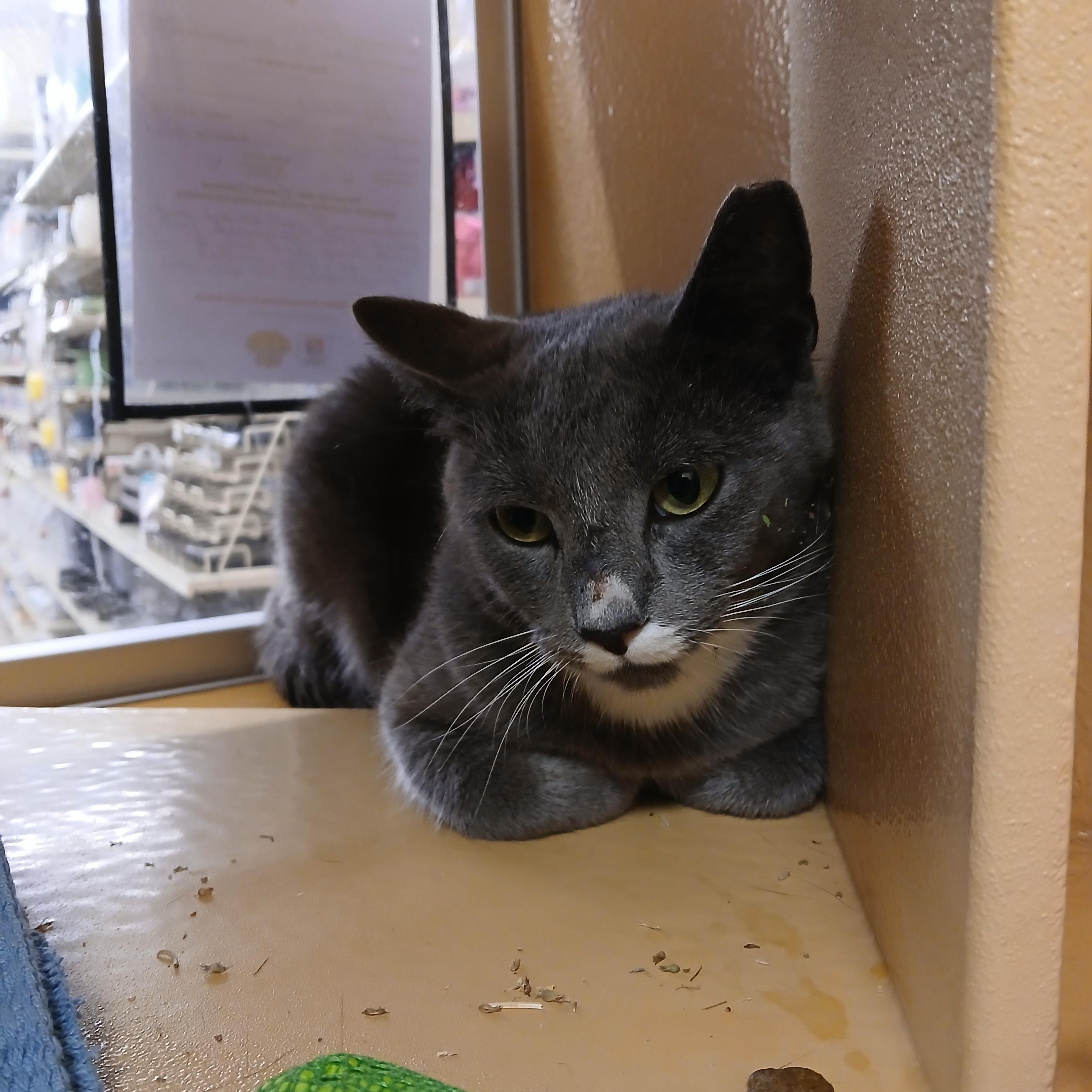 Enlarge Barney, a ADOPTABLE Domestic Short Hair in Somerville, MA image 2/4