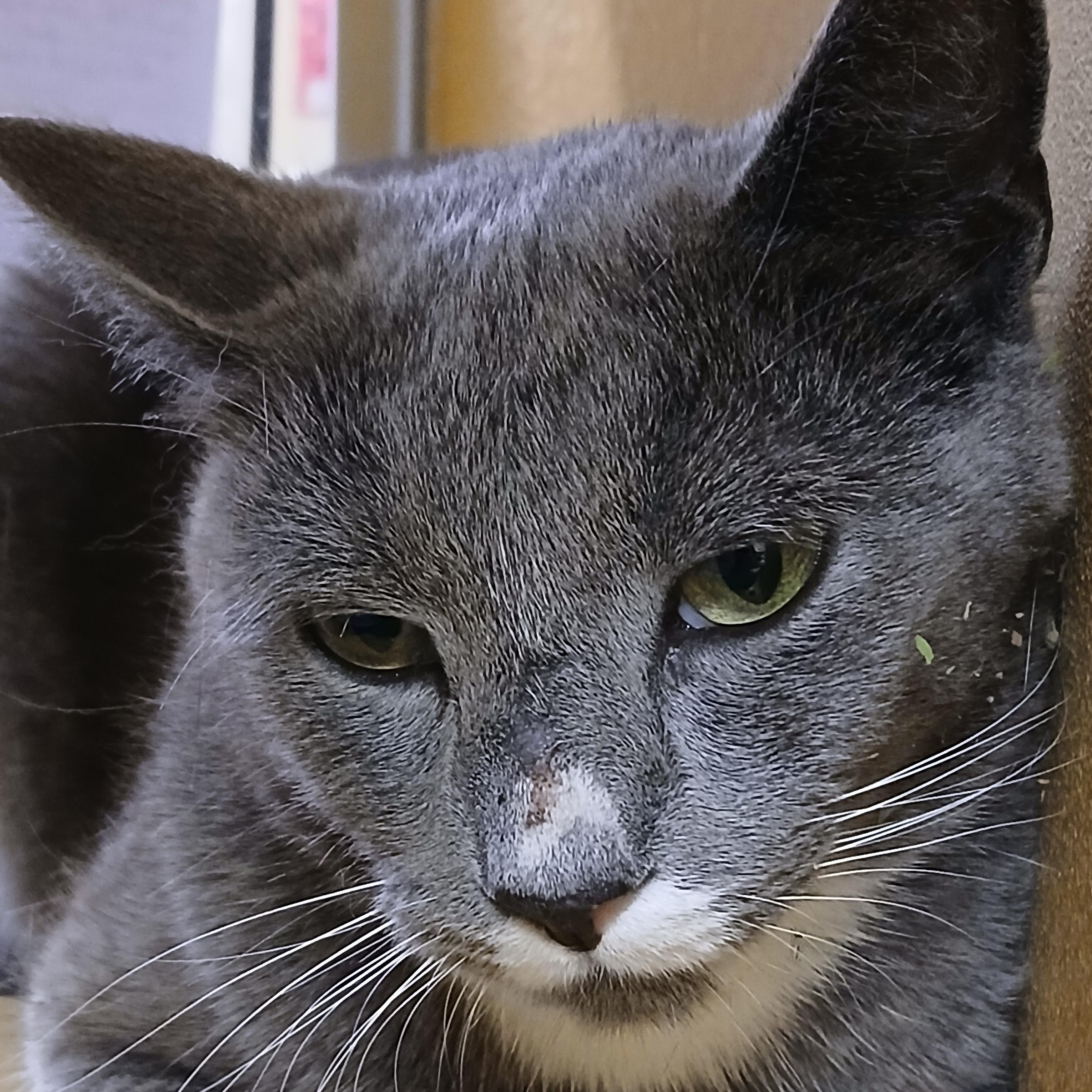 Enlarge Barney, a ADOPTABLE Domestic Short Hair in Somerville, MA image 3/4