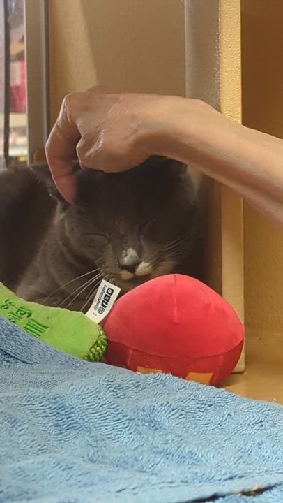 Enlarge Barney, a ADOPTABLE Domestic Short Hair in Somerville, MA video 4/4