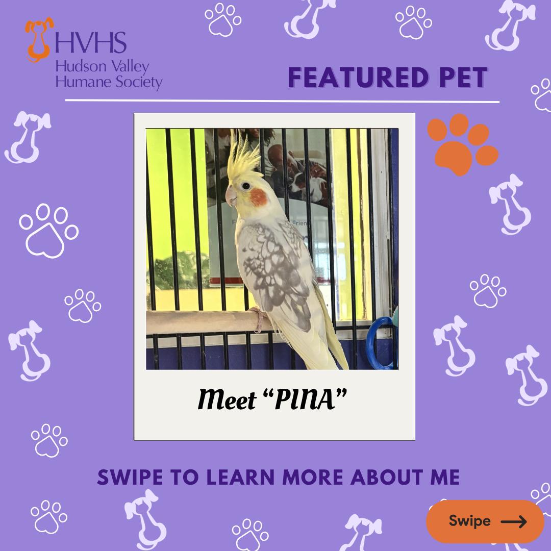 PINA, ADOPTABLE, Adult Unknown Cockatiel.