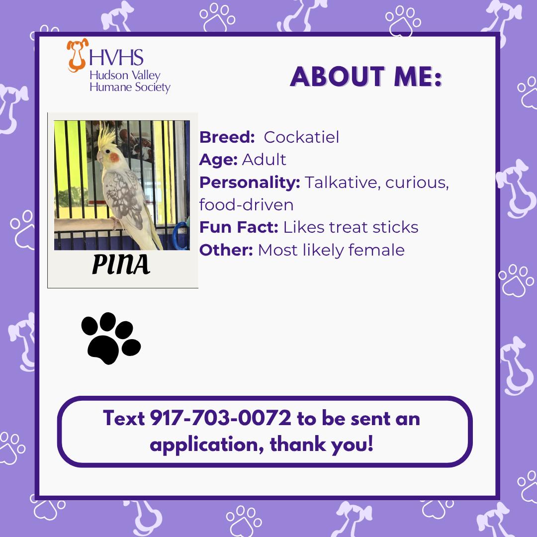 Enlarge PINA, a ADOPTABLE Cockatiel in Pomona, NY image 2/2