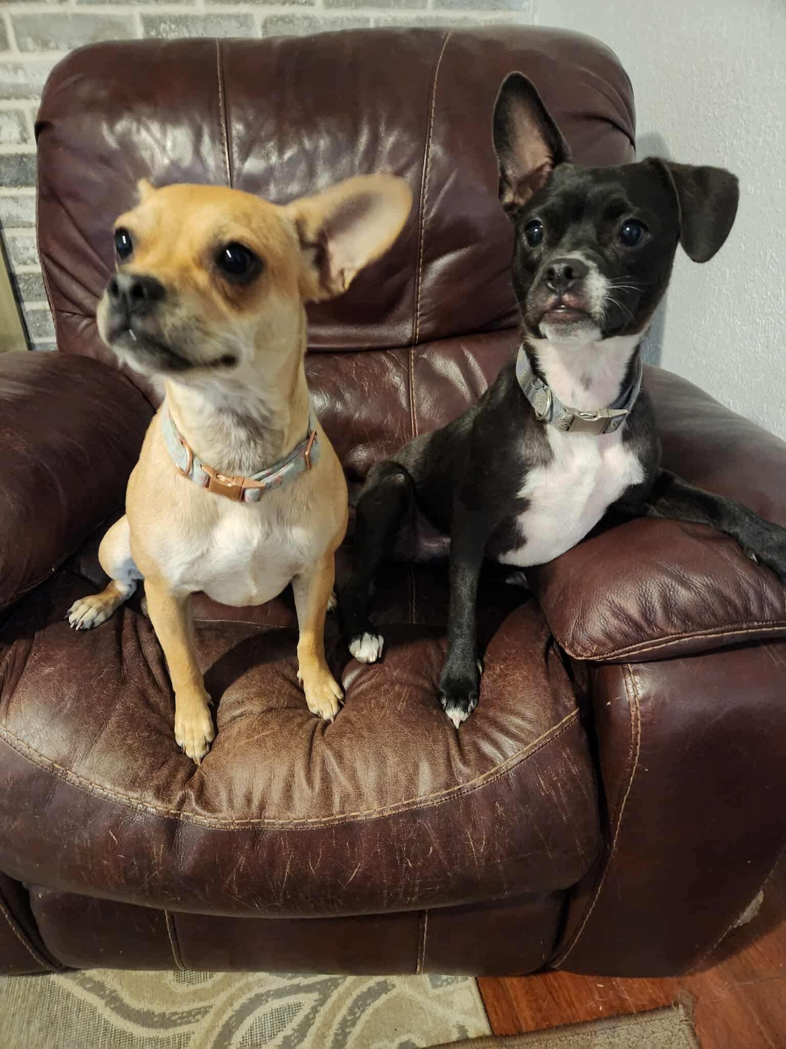 Toby and Annie, Adoptable, Young Male French Bulldog & Boston Terrier.