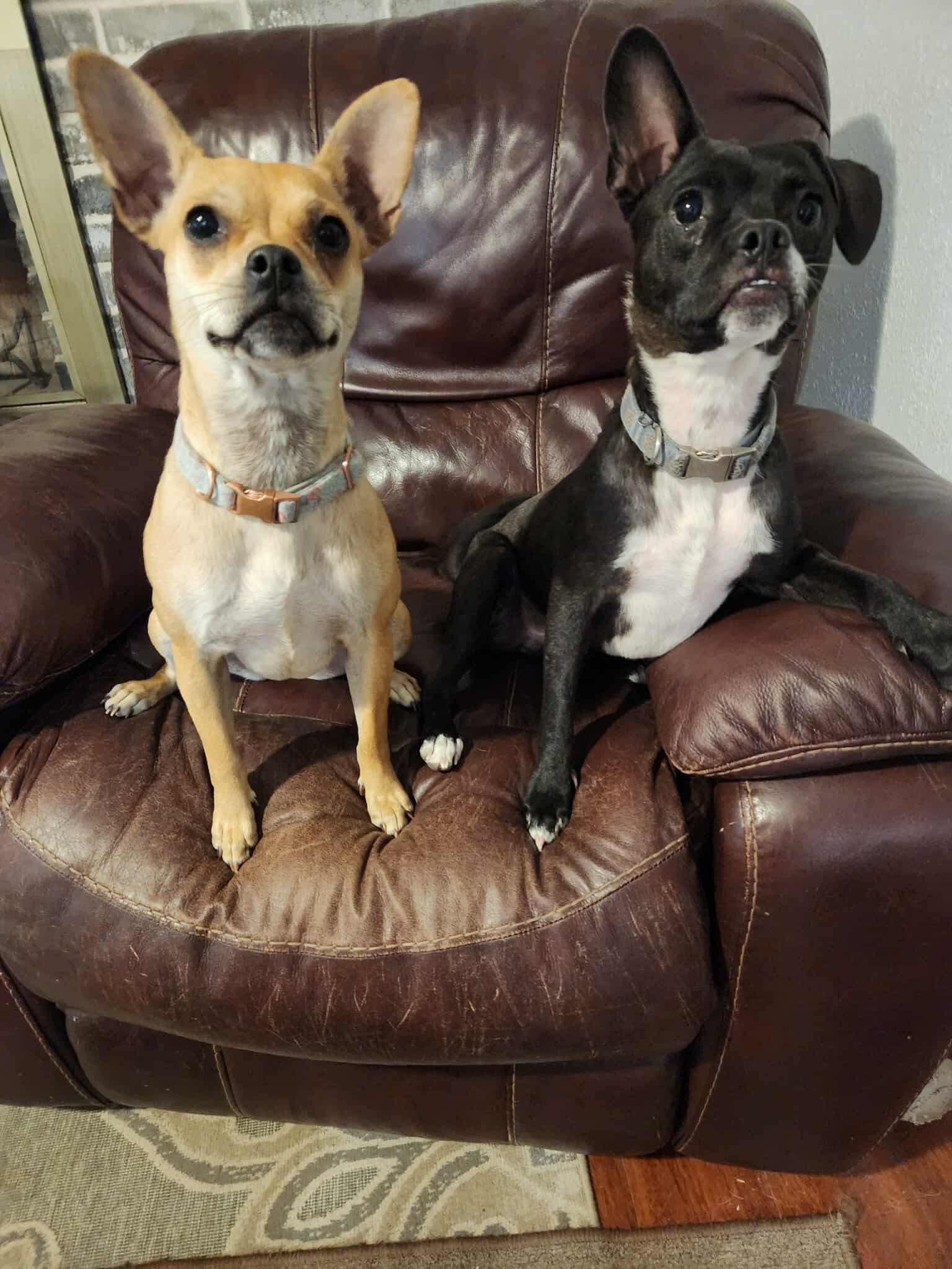 Toby and Annie, a Adoptable mixed breed in Houston, TX image 2/6