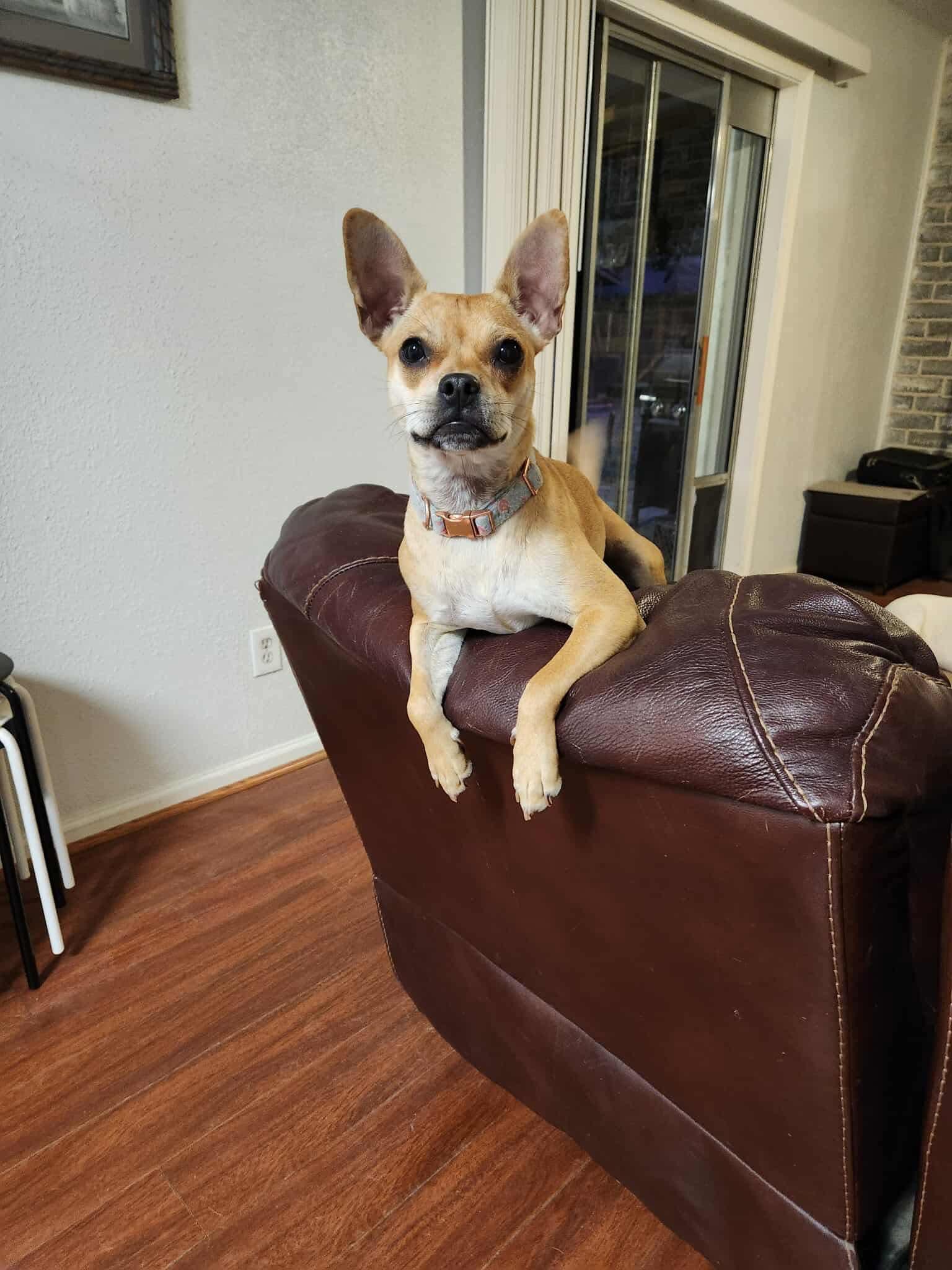 Toby and Annie, a Adoptable mixed breed in Houston, TX image 3/6