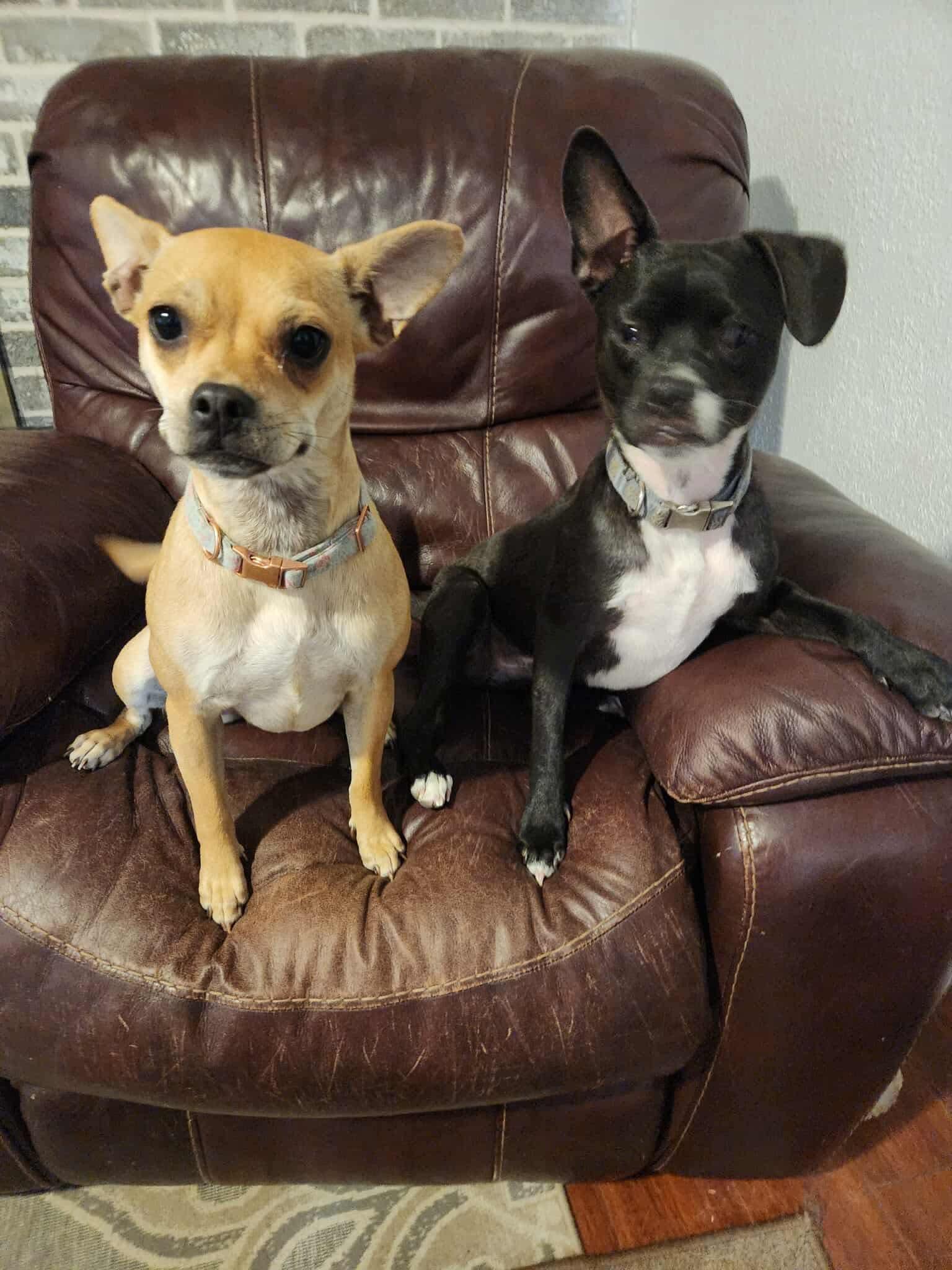 Toby and Annie, a Adoptable mixed breed in Houston, TX image 4/6