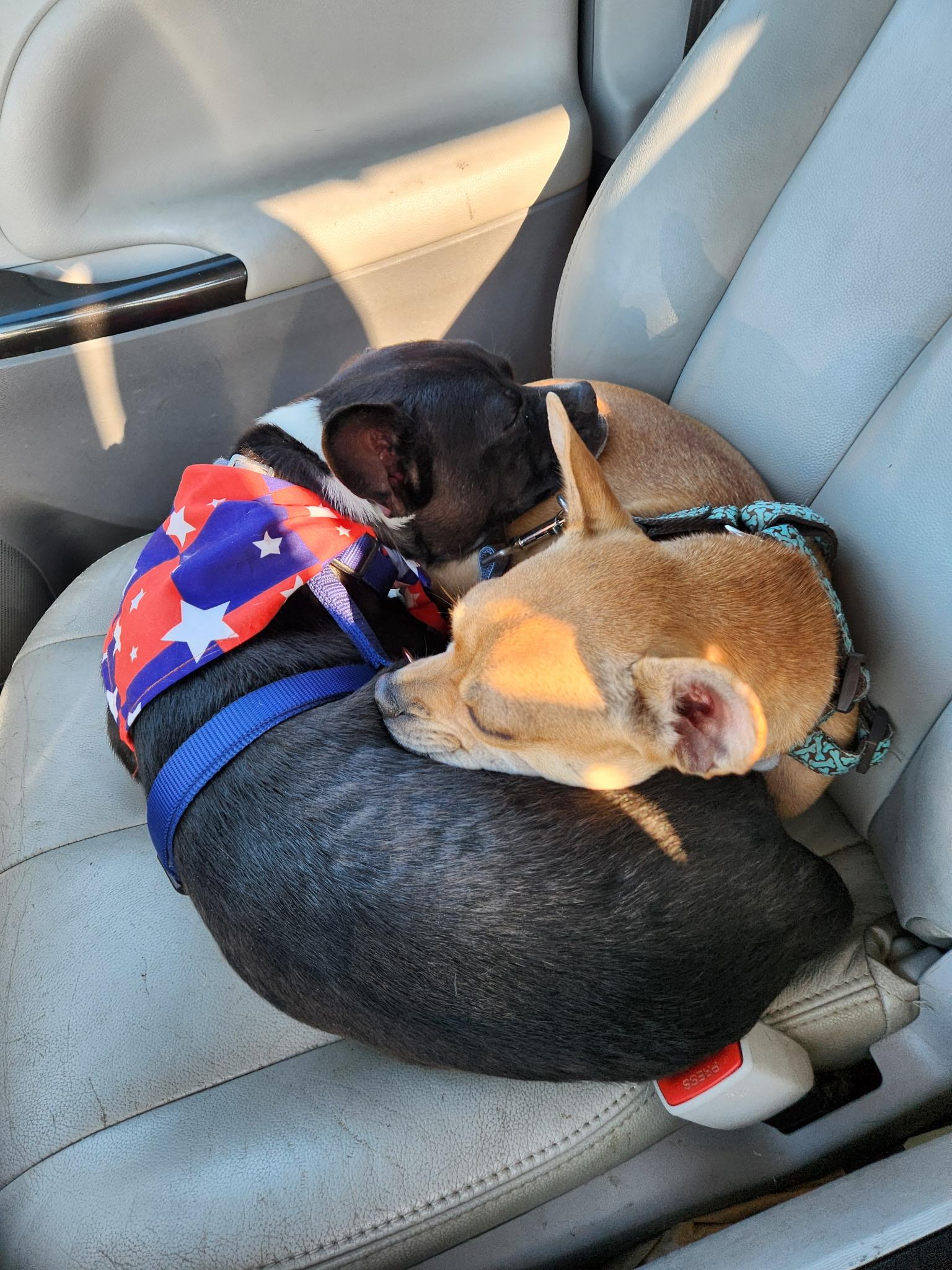 Toby and Annie, a Adoptable mixed breed in Houston, TX image 5/6