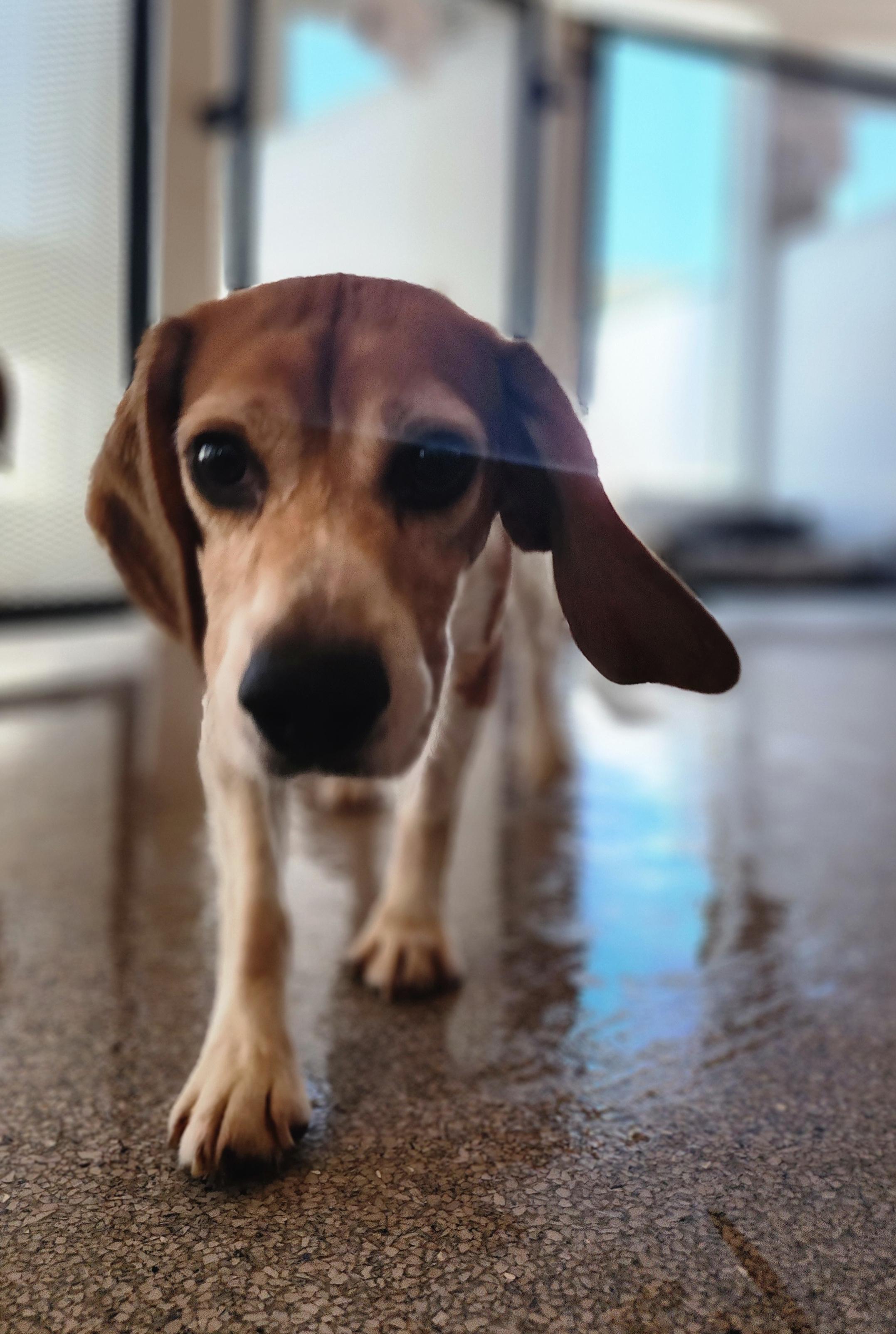 Babe Ruth, an adoptable Beagle in Hartville, WY, 82215 | Photo Image 4