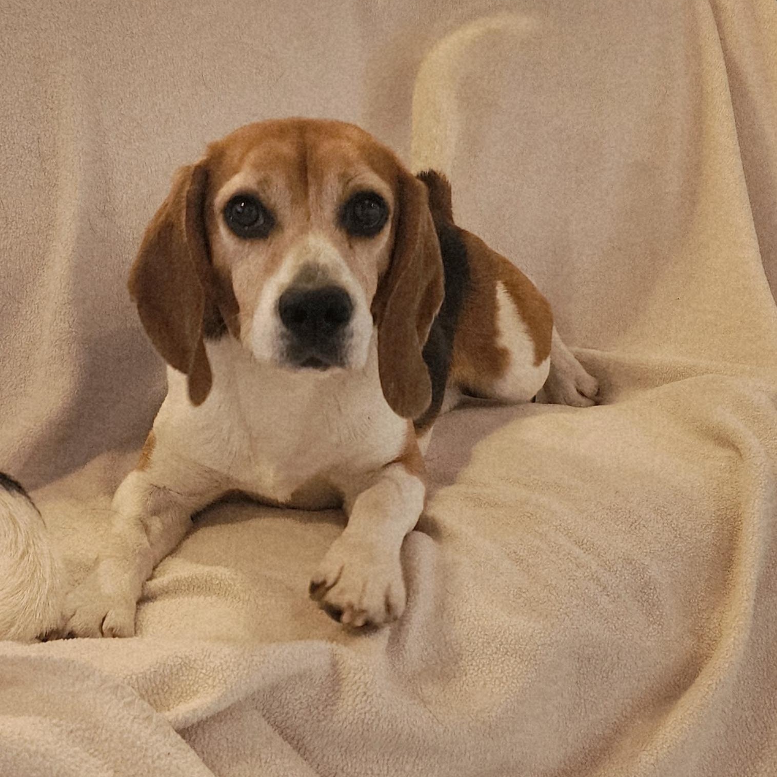 Babe Ruth, an adoptable Beagle in Hartville, WY, 82215 | Photo Image 2