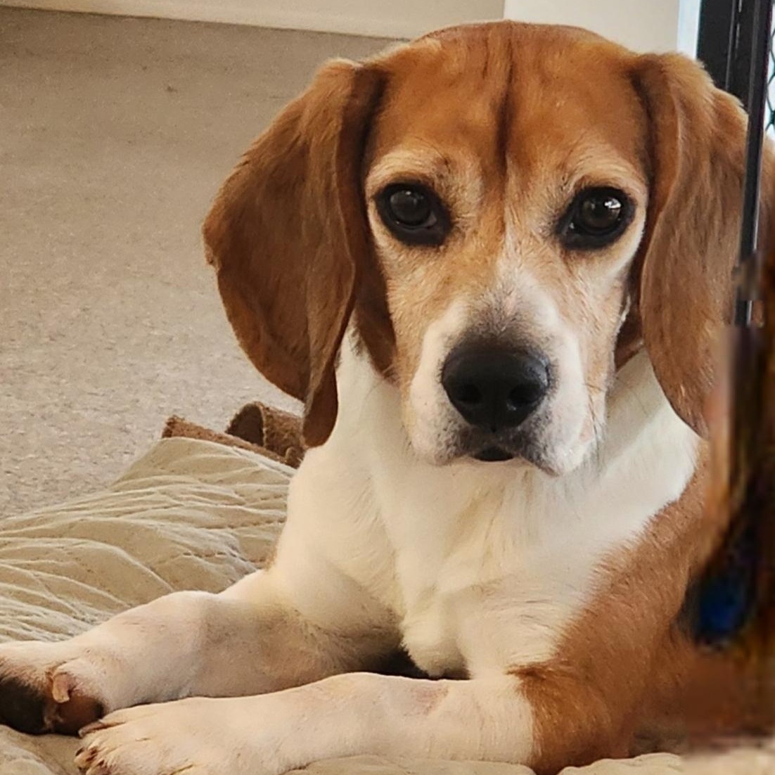 Babe Ruth, an adoptable Beagle in Hartville, WY, 82215 | Photo Image 3