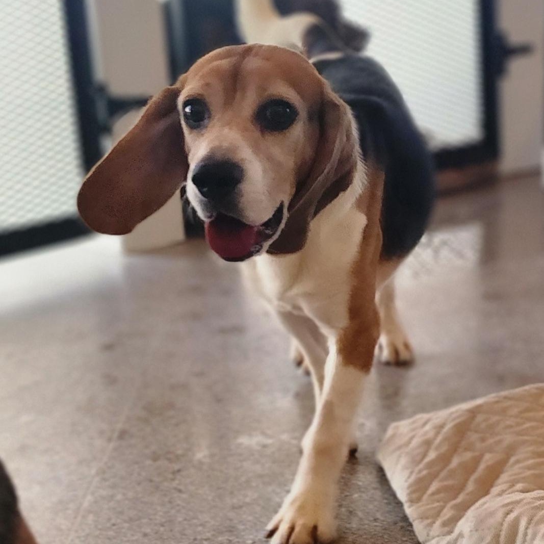 Babe Ruth, an adoptable Beagle in Hartville, WY, 82215 | Photo Image 5