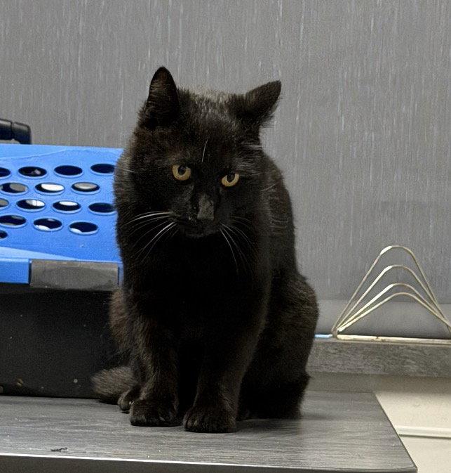 Luna, a Adoptable Domestic Short Hair in O'Fallon, MO image 1/2