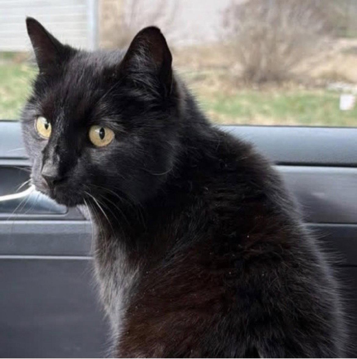 Luna, a Adoptable Domestic Short Hair in O'Fallon, MO image 2/2